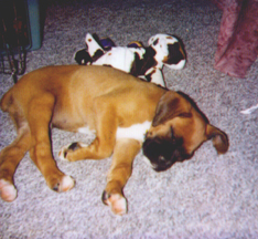 Asleep w/cow
