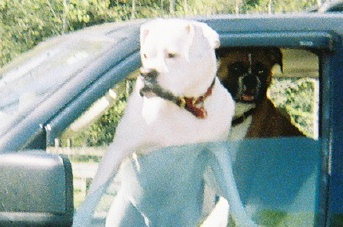 Aspen the driver