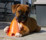 At 10 weeks, Heidi's found a new toy