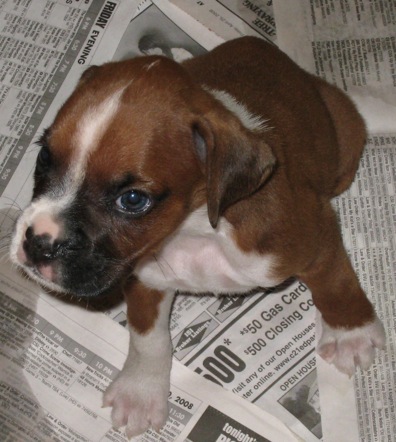 At 5 weeks at the breeder with her brothers and sisters