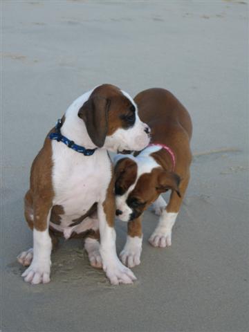 At the beach @ 12 weeks