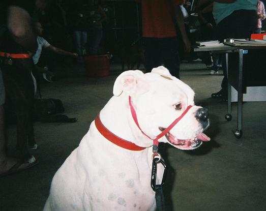 At the Boxer Bash