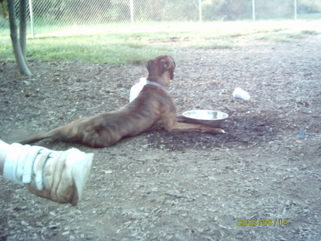 At the dog park