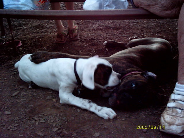 At the dog park