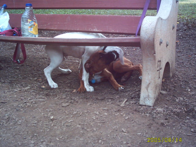 At the dog park