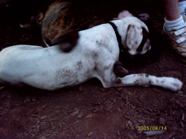 At the dog park