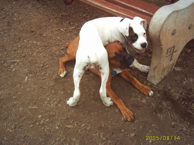 At the dog park