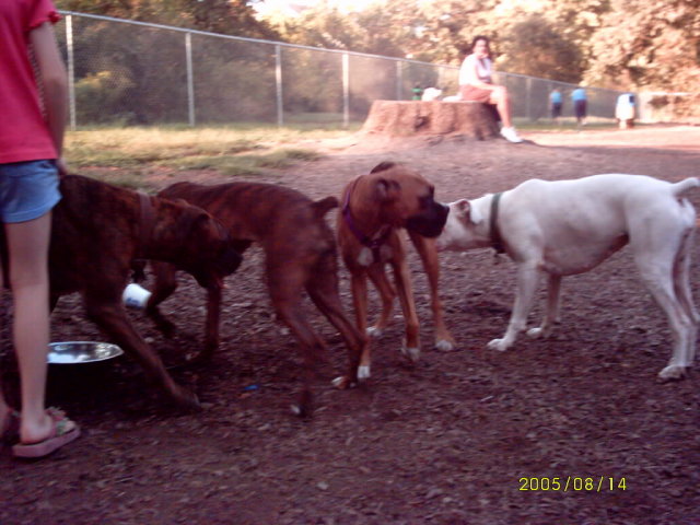 At the dog park