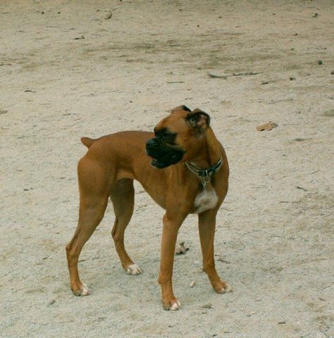 at the dog park