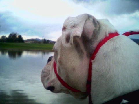 At the Pond