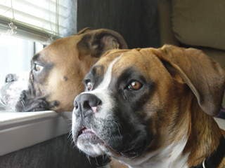 At the window