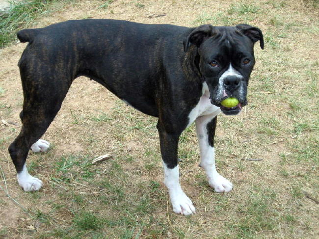 Athena loves apples!