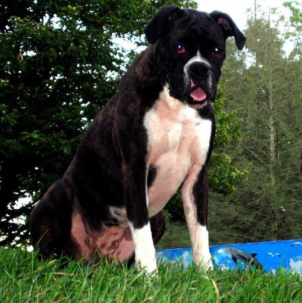 Athena the Boxer Terror