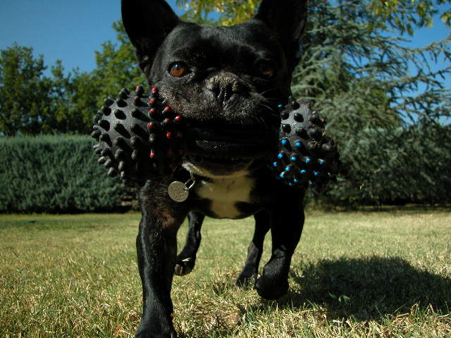 Athlon the French Bulldog