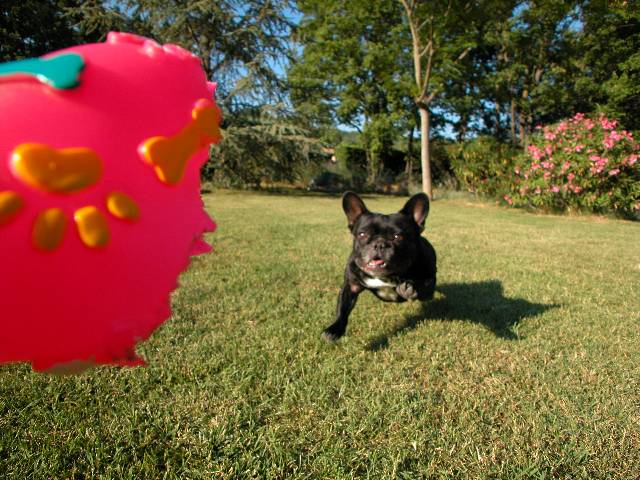 Athlon the French Bulldog