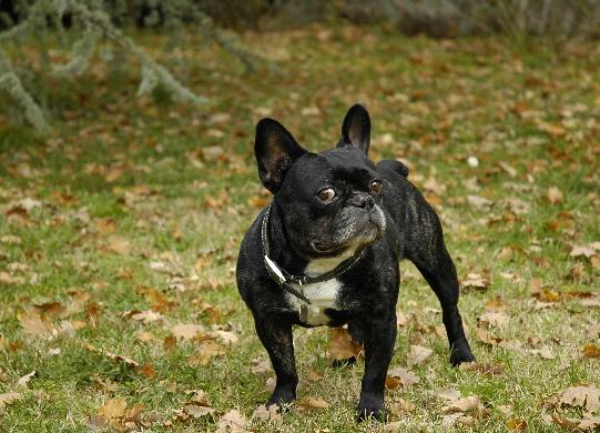 Athlon the French bulldog