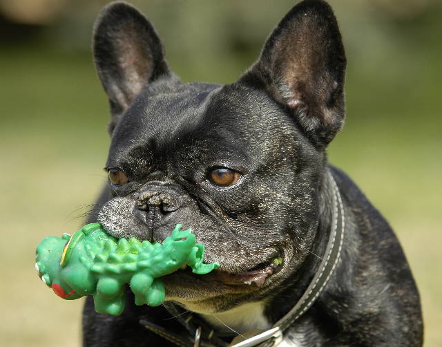 Athlon the French bulldog