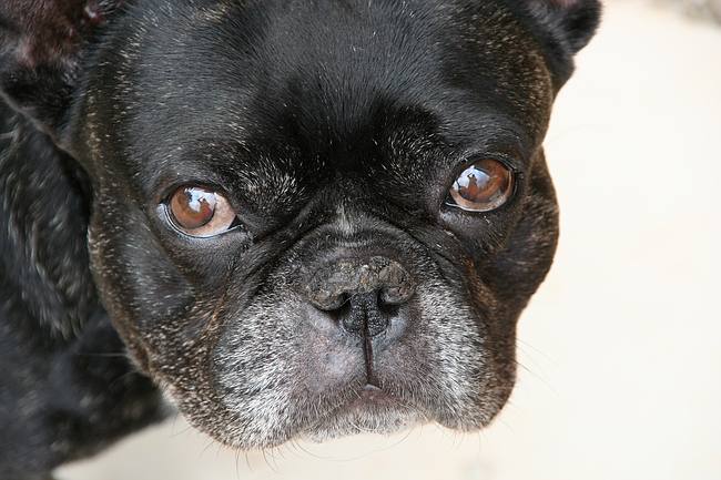 Athlon the French Bulldog