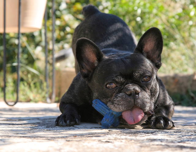 Athlon the French bulldog