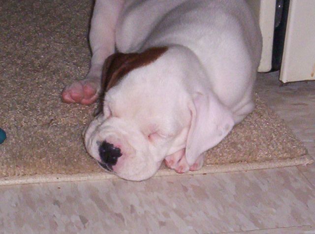 AtiPuppy