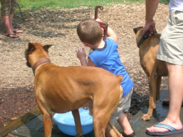 Atlanta_boxer_bash_2