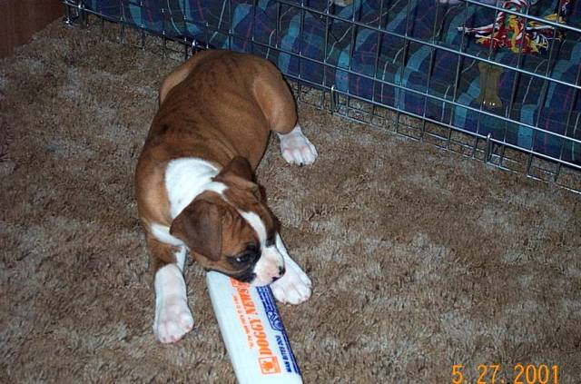 Atlas 8 wks old