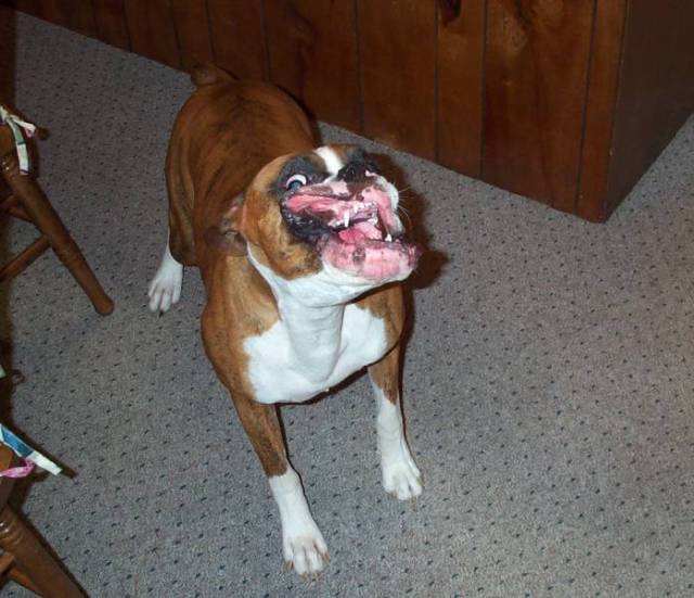Atlas barking at the camera!