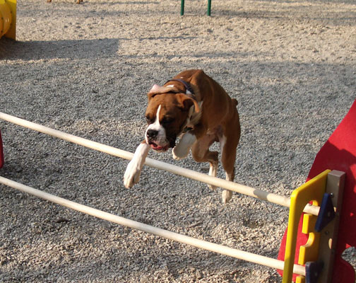 Atlas in action!