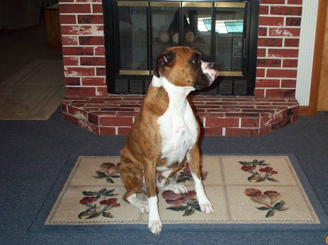 Atlas in front of the fire place!