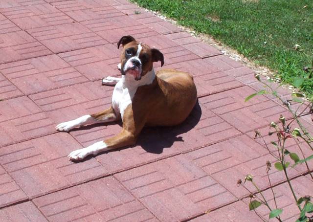 Atlas on patio back yard