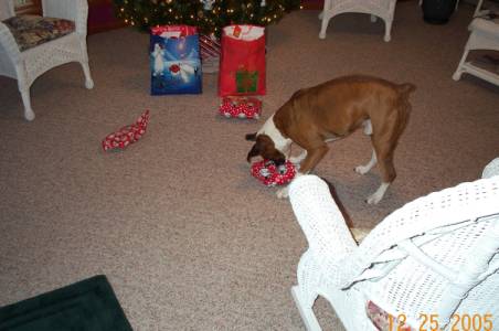 Atlas ripping open one of his presents!