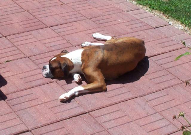 Atlas sunbathing!