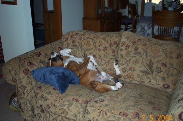 Atlas taking a nap