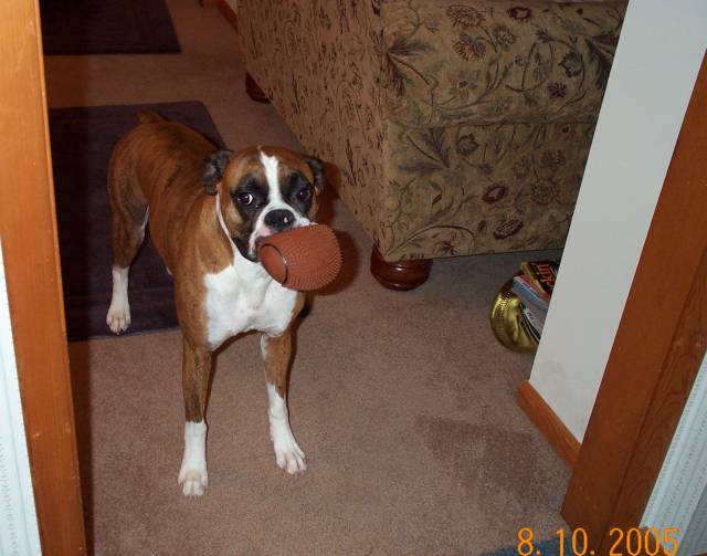 Atlas with his new squeegy toy!