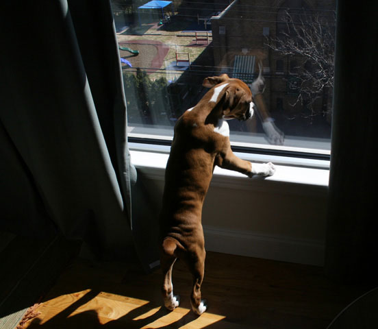 AtlasWindow