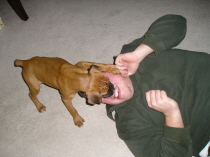 attack dog