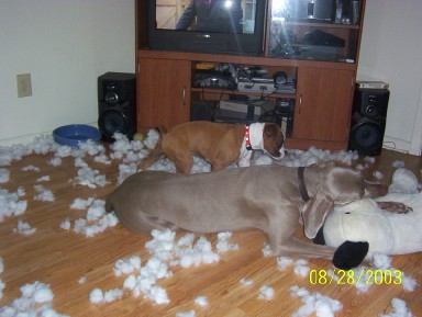 Attack of the killer teddy bear