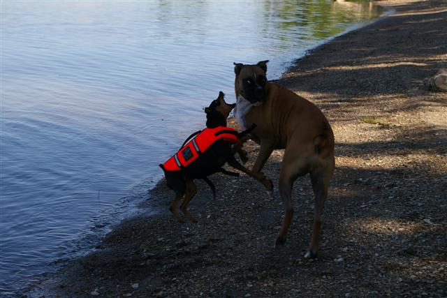 Attack of the Pin!