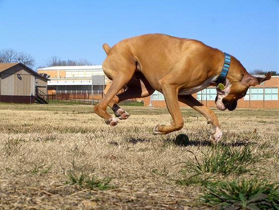 Attack of the Tennis Ball!