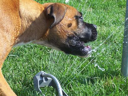 Attack the sprinkler!
