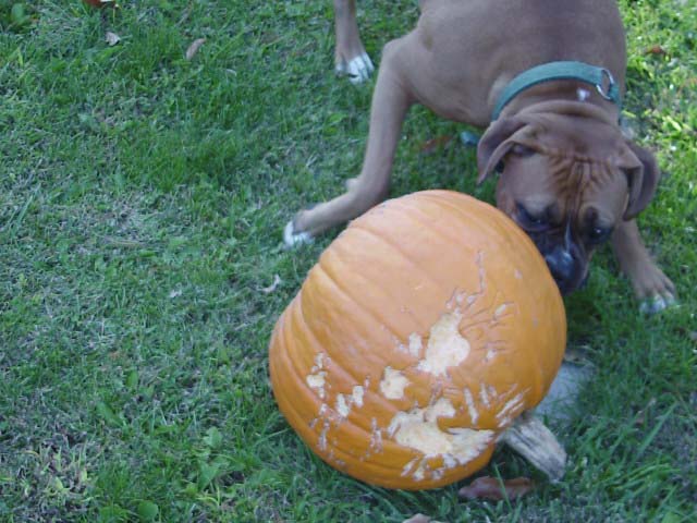 Attacking the Pumpkin