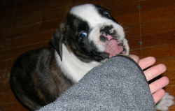 Attempted nibble