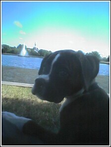 atthepark