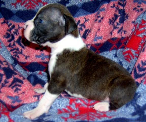 Atticus 2 1/2 weeks old