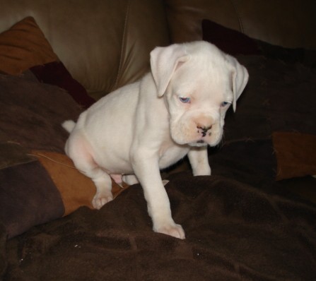 atticus 6 weeks