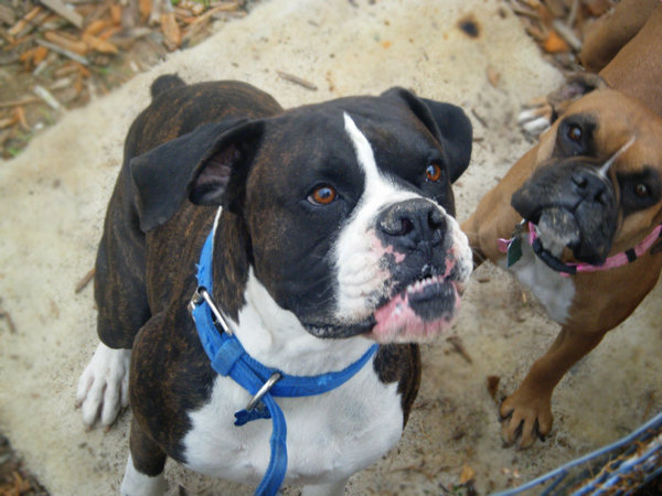 Atticus & Abilene