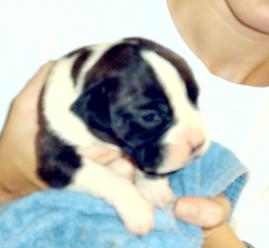 Attila