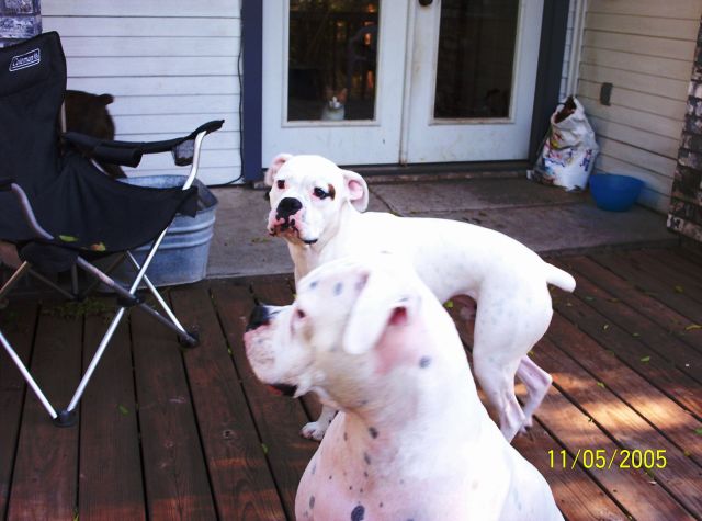 Auggie and Ceasar