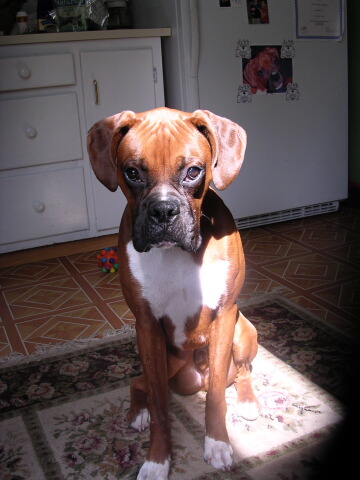 Austin 1 year old today!!!