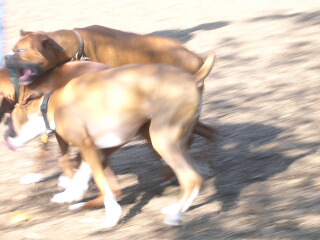 Austin at the Dog Park